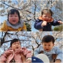 서울 벚꽃명소 아기와 산책하기 좋은 안양천제방벚꽃길