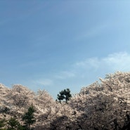 인천 서구 벚꽃 명소ㅣ아이와 가볼만한 곳ㅣSK인천석유화학 벚꽃동산ㅣ주차 꿀팁