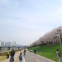 안양천 벚꽃길 구경