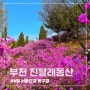 서울근교 꽃구경 부천 원미산 진달래동산 4월 6일 방문