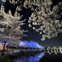 경북 영천 벚꽃길 야경 보러 가볼만한곳, 우로지 자연생태공원