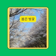 광교산과 아주대 벚꽃