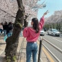 여의도한강공원 벚꽃 구경