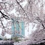 서울 봄나들이(석촌호수 벚꽃)