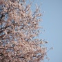 리코GR3X 포지티브 필름, 벚꽃 동네 산책