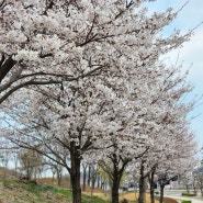 경기도 시흥 벚꽃 명소 개화상황 이번 주 만개 은계 오난산전망공원