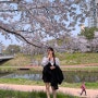 안산벚꽃명소 베스트3 추천(안산호수공원 등등)