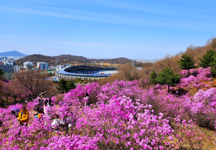 원미산 진달래꽃축제 ㅡ 24회를 맞는 원미산진달래축제장을...