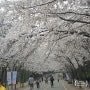 [서울 근교 꽃나들이 명소_인천대공원]만개한 벚꽃터널과 호수길 산책로가 아름다운 곳