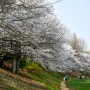 [부평 굴포천 벚꽃] 매년 담아보는 굴포천의 봄소식