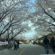 대전 [카이스트 벚꽃길] 산책
