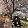 240407 사전투표 자전거, 걷기, 벚꽃