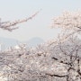 벚꽃 명소 추천, 수원 4월 가볼만한 곳 :: 영복여고 벚꽃 산책, 동네 벚꽃 맛집