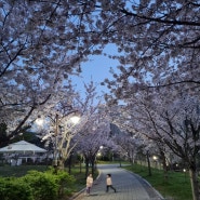 예쁜 우리동네 낮과 밤 벚꽃풍경 : 흰돌메공원 가는길