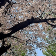 화사한 봄을 담아보자, 여의도 벚꽃축제