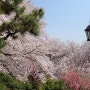 5년만에 개방된 인천 벚꽃 명소