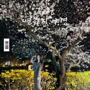 2024년 김천 연화지 벚꽃 야경 실시간 주차, 점등시간