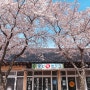 경주 벚꽃명소 개화 실시간 흥무로,대릉원,오릉,벚꽃비 맞으러 가세요!