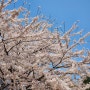 [4월 1-2주차] 벚꽃세상