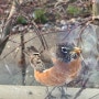 새 , American Robin,한희 하프마라톤