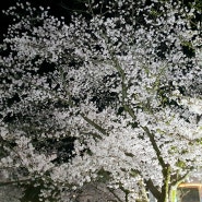 벚꽃이 만개한 김천 직지공원 나들이 그리고 일직식당 산채한정식으로 늦은 저녁식사까지 ~ 알차게 보낸하루 였습니다. 직지사 맛집 가볼만한곳 김천 여행
