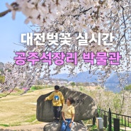 대전 벚꽃명소,석장리박물관 꽃놀이,맛집 다복식당
