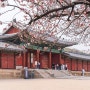 주말 창경궁, 꽃구경 가기 좋은 서울궁궐 여행