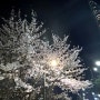 뮤지컬 헤드윅 + 석촌호수 벚꽃