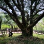 천년의 오랜 세월을 품은 비자나무가 군락을 이룬 ‘제주 비자림’