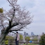 후쿠오카 여행 part.3 (히키니쿠토 코메, 바쿠레, 벚꽃축제, 오호리공원, 미이노코토부키, 우버이츠, 카멜리아호)
