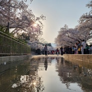 [안양시민 문화생활] 경마공원 벚꽃축제 후기(렛츠런파크, 포니랜드, 경마하는방법)