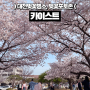 대전 벚꽃 명소 카이스트 벚꽃 4월 6일 개화상황, 포토존
