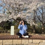 천안아산 벚꽃 데이트 호서대학교 세출소류지 꽃잎 떨어질때 지금이예요.