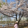 상동호수공원 벚꽃 개화현황 2024 피크닉 즐기기