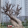 팽나무 특수목