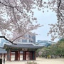 4월 덕수궁 벚꽃구경, 기프트샵 사랑 (+무료주차 꿀팁)