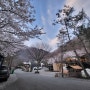 [양산]제대로 즐긴 벚꽃캠핑 캠프포레