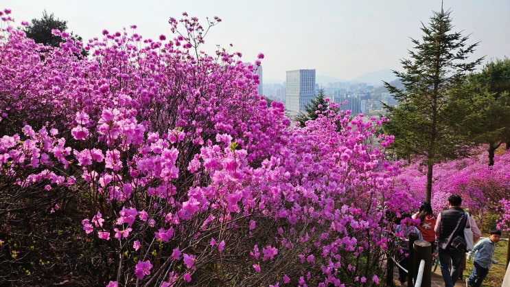 안양천 벚꽃과 원미산 진달래꽃 라이딩
