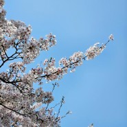 나홀로 벚꽃놀이 : 당산공원, 여의도 4/7일 상황