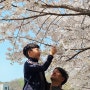 천안 근교 아산 벚꽃 명소 순천향대학교 가족과 향운로 벚꽃길 봄나들이