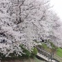 서울 봄꽃 명소 : 안양천에 만개한 벚꽃 (24. 4. 5. 방문)