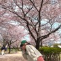 부산 벚꽃명소 '을숙도' 피크닉 4월 1주차 개화 상황