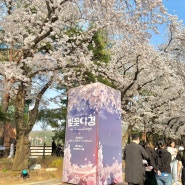 2024 벚꽃축제 과천 렛츠런파크 서울 포니랜드(벚꽃야경 행사, 주차비용)