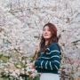 인천 데이트코스 인천대공원 벚꽃축제 가는 법 만개 상황