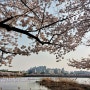 수원 봄 벚꽃 명소 - 호수를 따라 걷는 <만석공원 벚꽃길>, 수원 가볼만한곳
