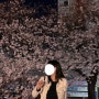[부산 여행] 부산 벚꽃 나들이 후기(+4월8일 사진 추가)