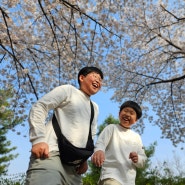 2024 벚꽃놀이 서창동 집근처 남동경기장