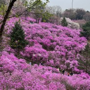 [부천 원미산] 진달래꽃축제/진달래동산 등산 코스