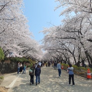 봄봄 봄이 왔어요 sk에너지 벚꽃개방