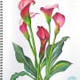칼라 꽃그림 색연필화 그리기, 보태니컬 아트